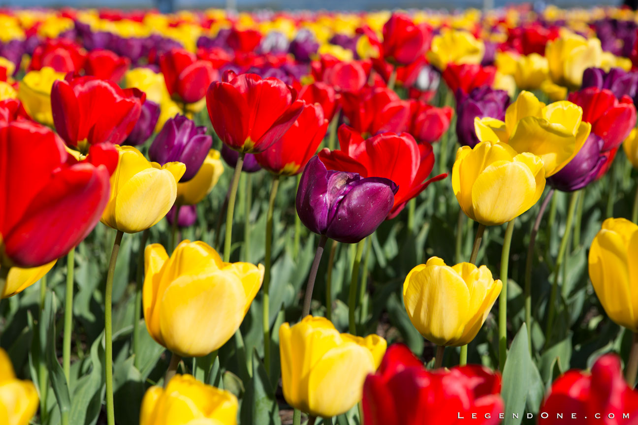 RoozenGaarde Tulip Field - Mount Vernon, WA